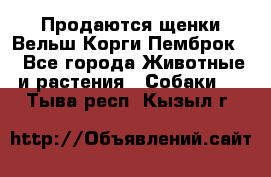 Продаются щенки Вельш Корги Пемброк  - Все города Животные и растения » Собаки   . Тыва респ.,Кызыл г.